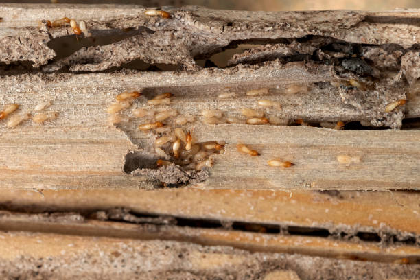 Best Emergency Pest Control  in New Brunswick, NJ