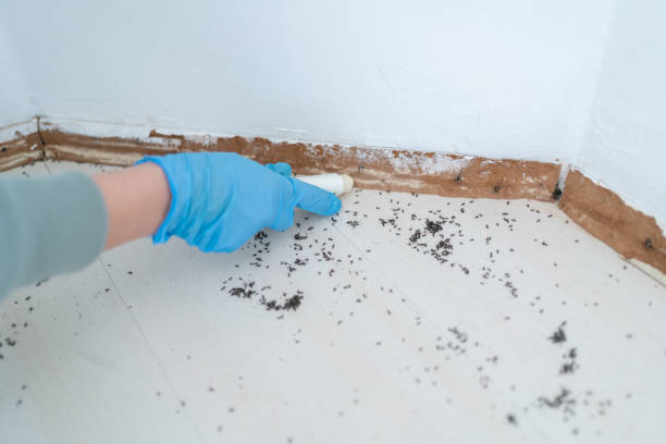Best Mosquito Control Services  in New Brunswick, NJ
